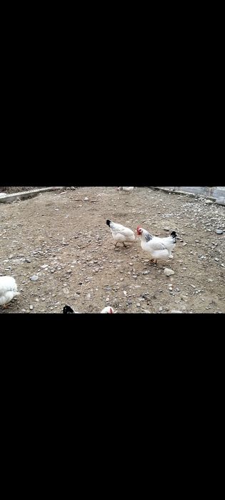 Адлер тауықтар.   .