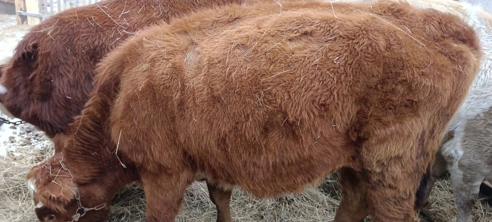 Продам тёлок с первым отелом