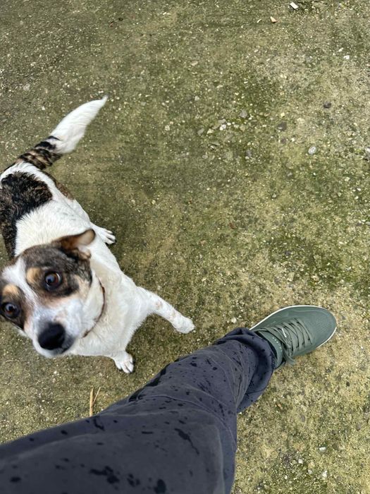 Подарявам кученца