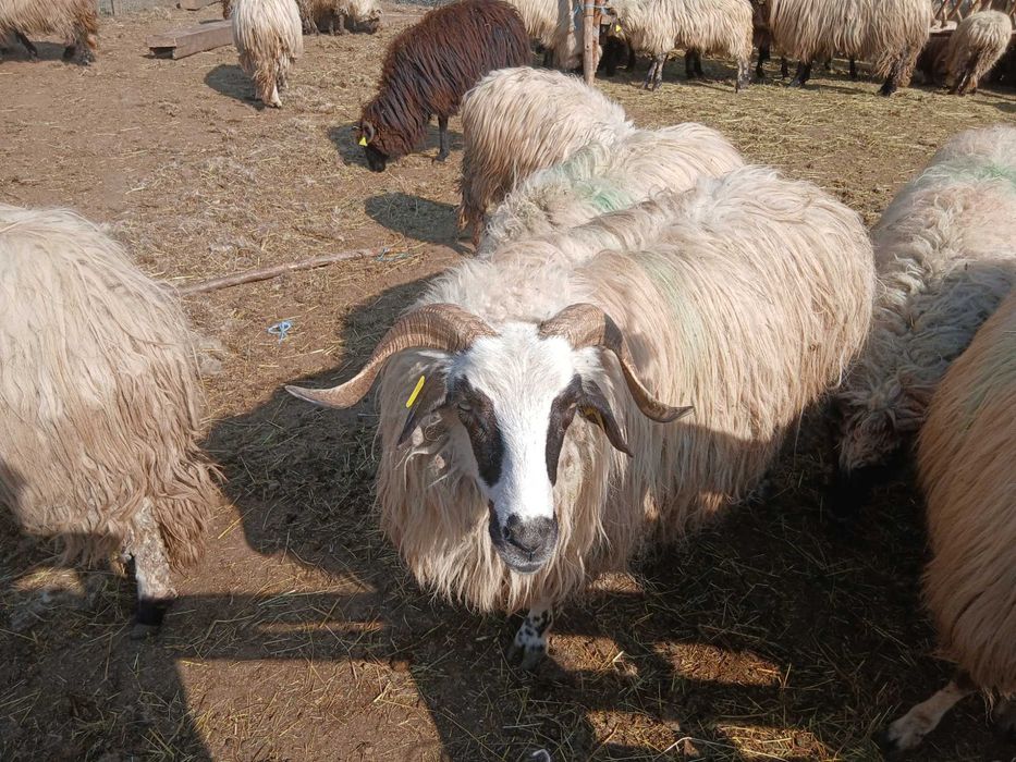 Oi de vanzare jud sibiu