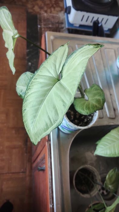 Сингониум цвете няколко броя