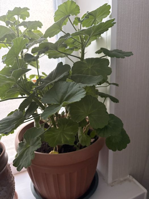 Продам цветы в хорошем состоянии