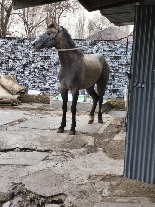 Продам  хорошего  коня