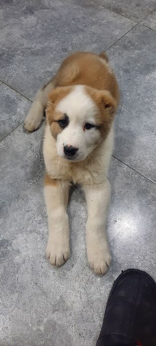 Alabay     O'g'il.   Toza qon.