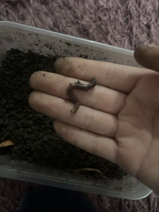 Червяки 20 штук