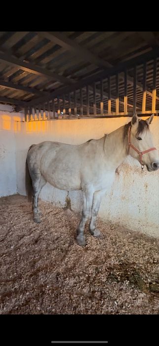 Продам Кабылу 5 лет