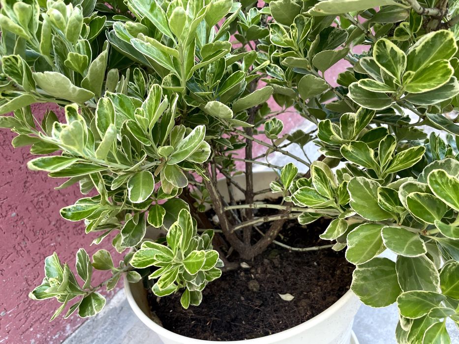 Salba japoneza (Euonymus) 80-100 cm