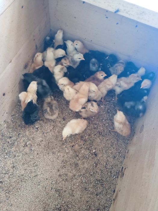 Продавам пилета на 1 седмица 2,3,4,5,6 месеца,яйца и петлета.