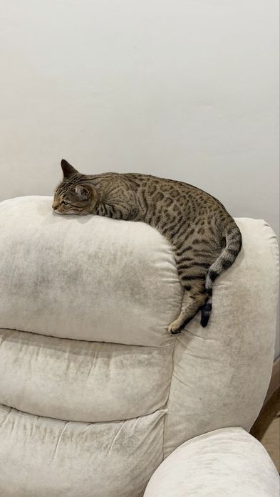 Продам бенгальскую кошечку