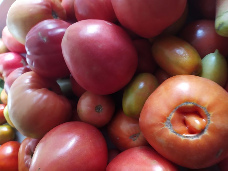 Продам огурцы домашние свежесобранные