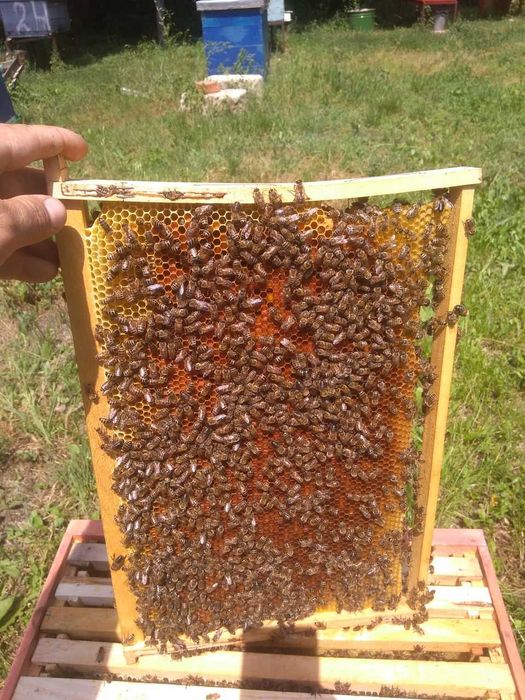 Vând familii de albine cu sau fara lazi
