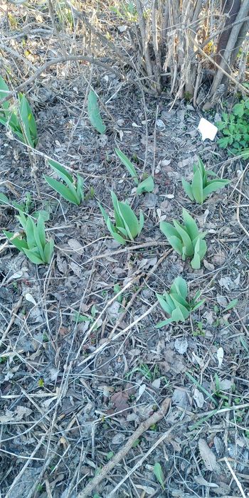 Тюльпаны рассада