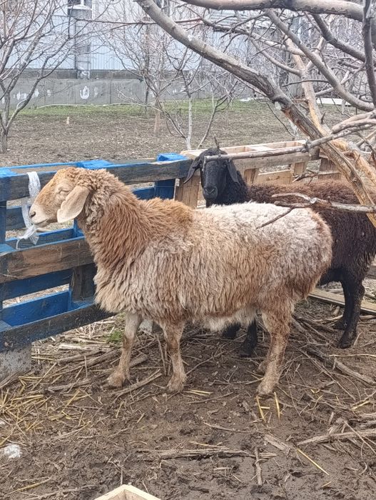 Матки гиссар арашан котные