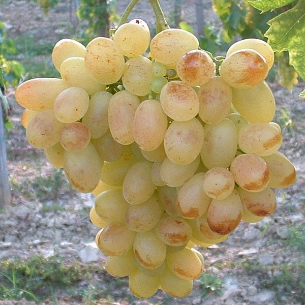 Vita de vie nobila altoita alba 25 de soiuri