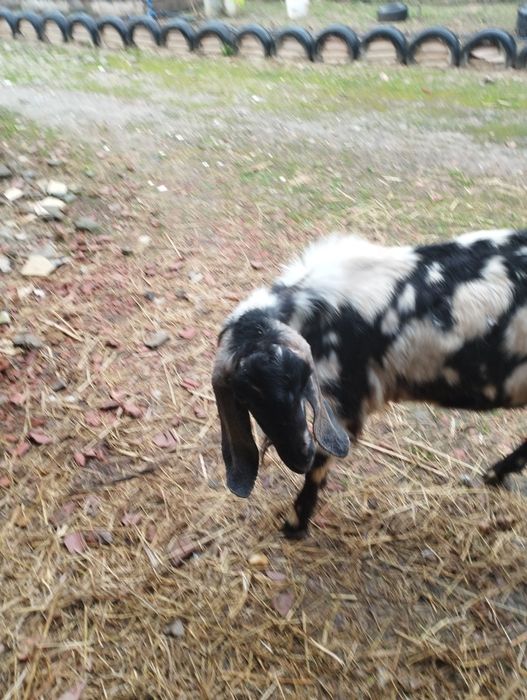 Vind s-au schimb țap Anglonubian