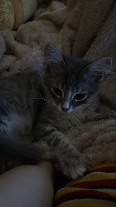 котенок 3-4 месяца