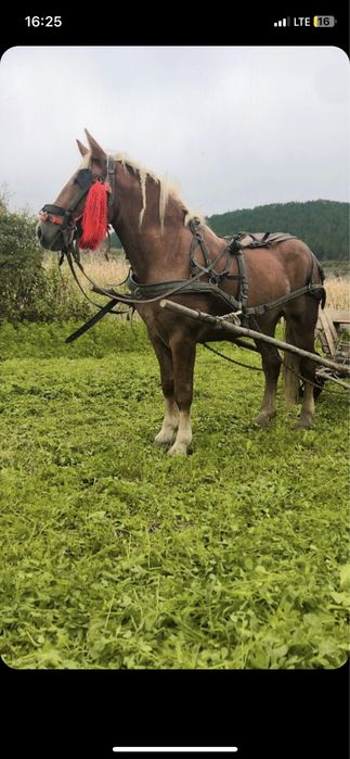 Vând minza de 3ani  in vatata la ham