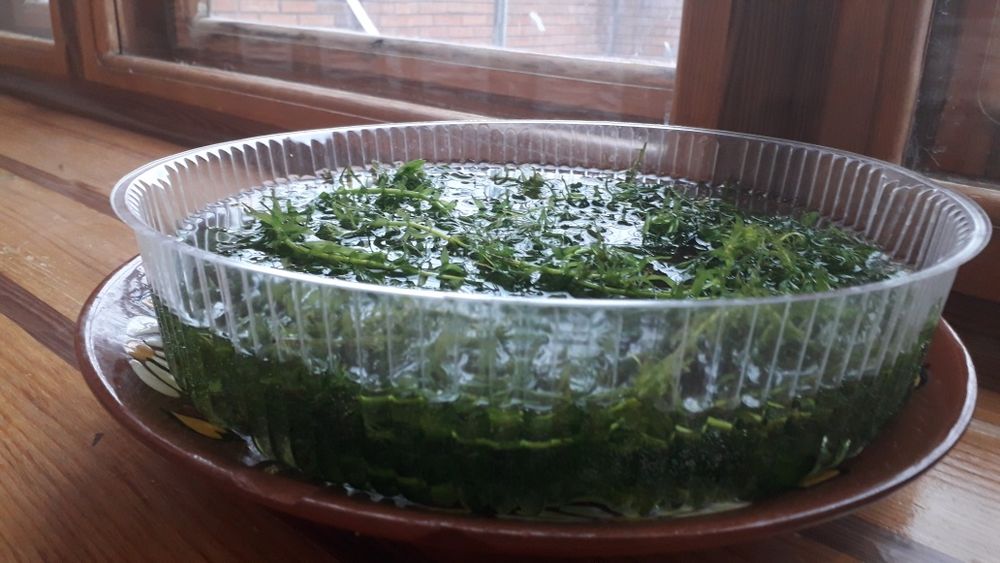 продам траву для аквариума