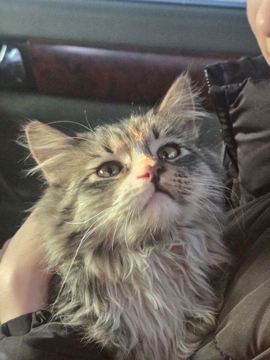 Ласковый и игривый пушистик