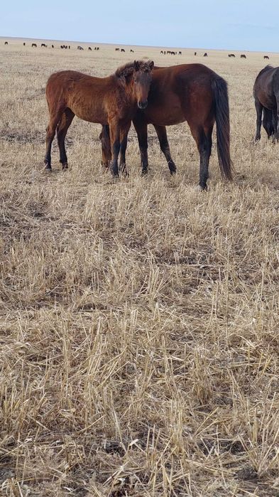 Биелер мен жабағылар сатылады