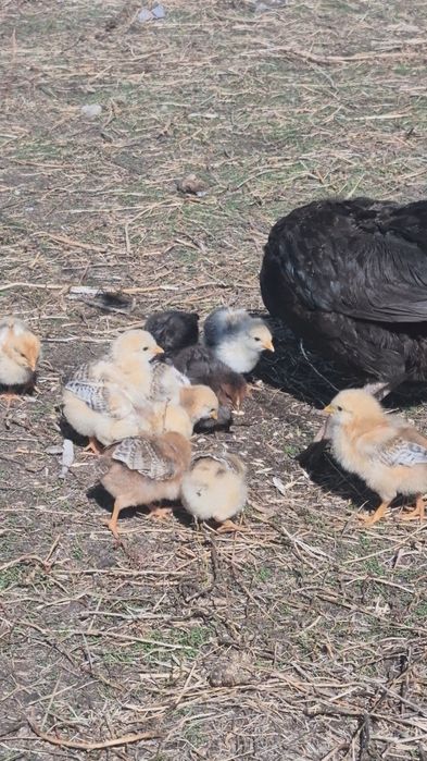 Куры петух обмен дакан