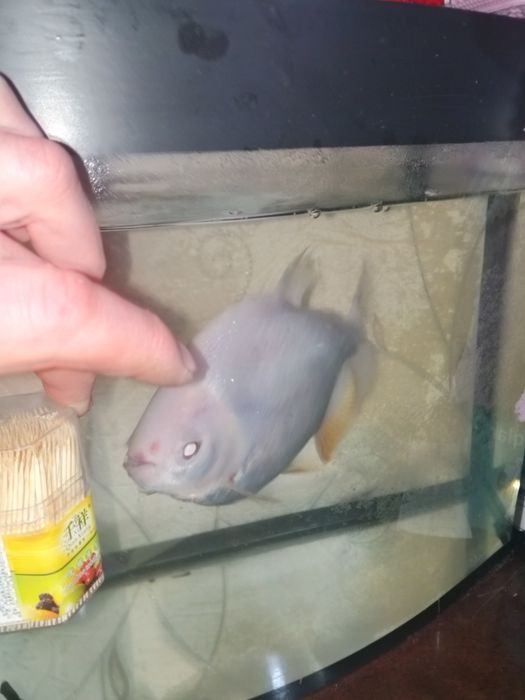 Рыба пиранья паку