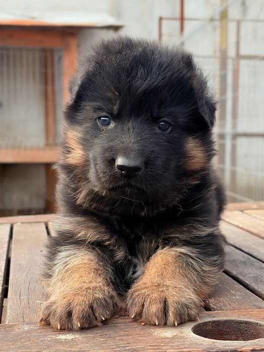 Елитни Родословни Немски Овчарки