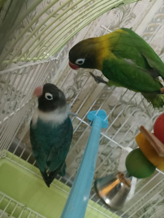 Продам папугай неразлучный
