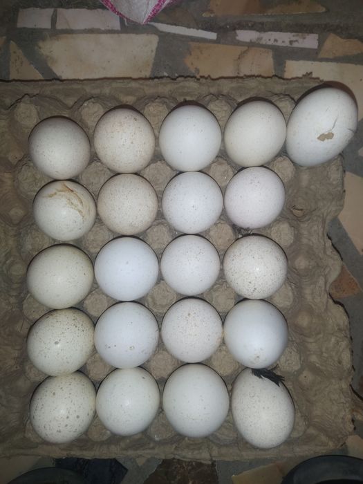 инкубационные яйца индюка