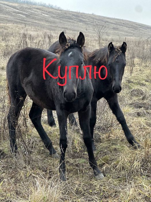 Жеребята 2025г оптом и в розницу лошади с откорма