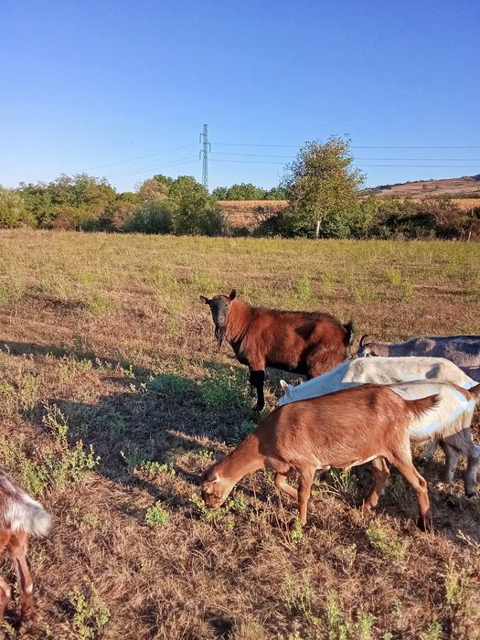 Vând țap alpin francez