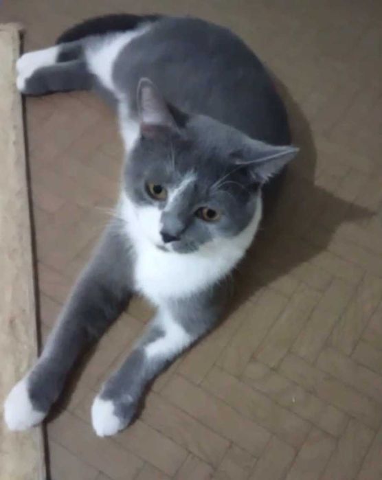 Ласковый котик ищет дом