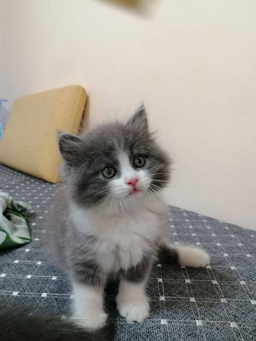 Отдам двух котят мальчик и девочка