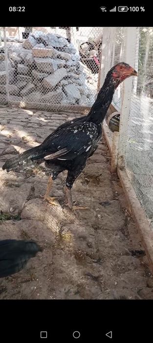 Biramir makion tavug'