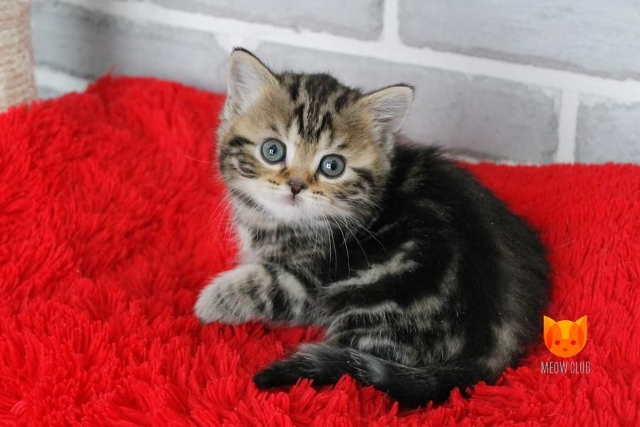 Шотландские малыши