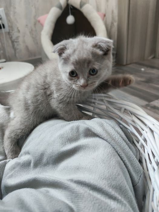Открывается бронь очаровательных котят.