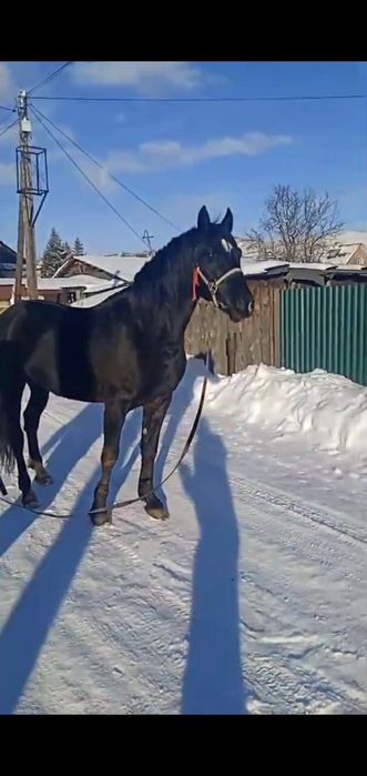 Орловский жирибец .6 лет .