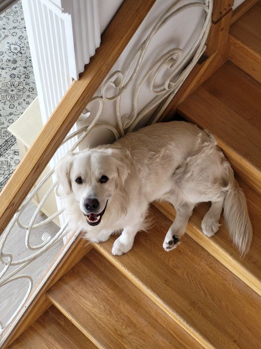 Золотистый ретривер ищет невесту!