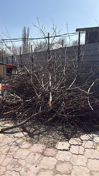 Ветки в баню на шашлык бесплатно