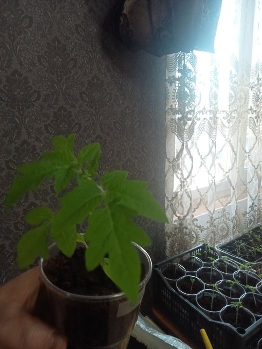 Рассада помидор !!! Бронь