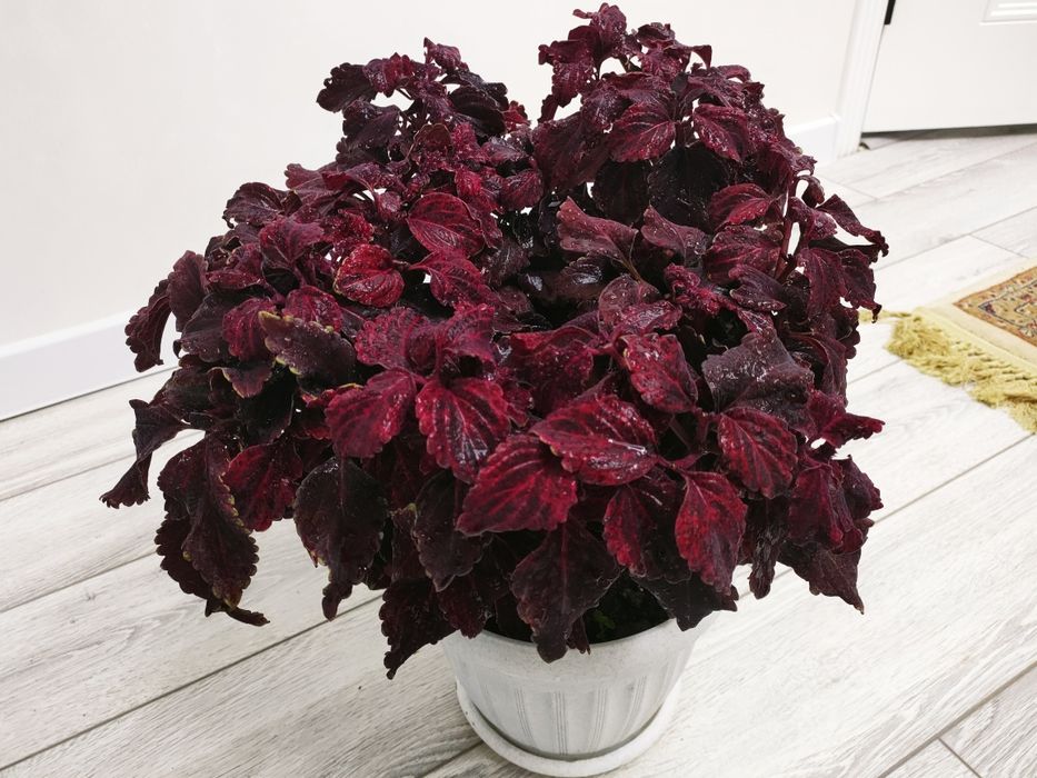 Комнатные растения, доставка