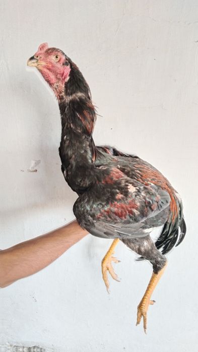 Joja dakan Xoroz kareya zoti yiri uzun narsa yahshi narsani bolasi