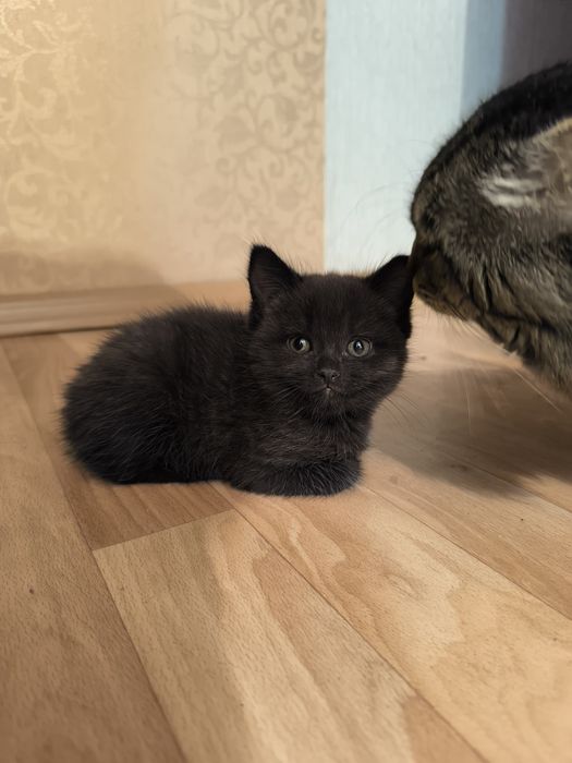 Породистый котёнок в хорошие руки