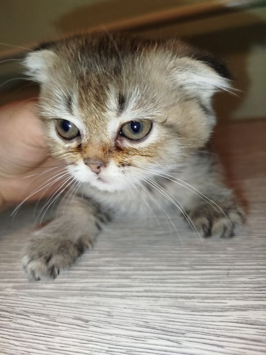 Mushukchalar sotiladi