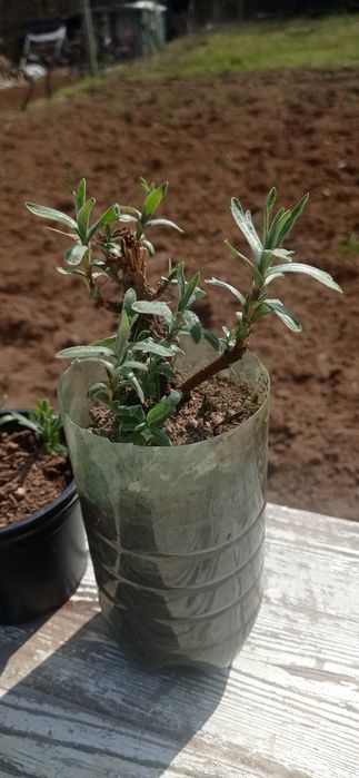 Естрагон / тарос и лилав клематис, вкоренени в саксии