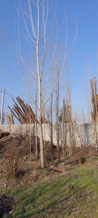 Тераклар Калифорния