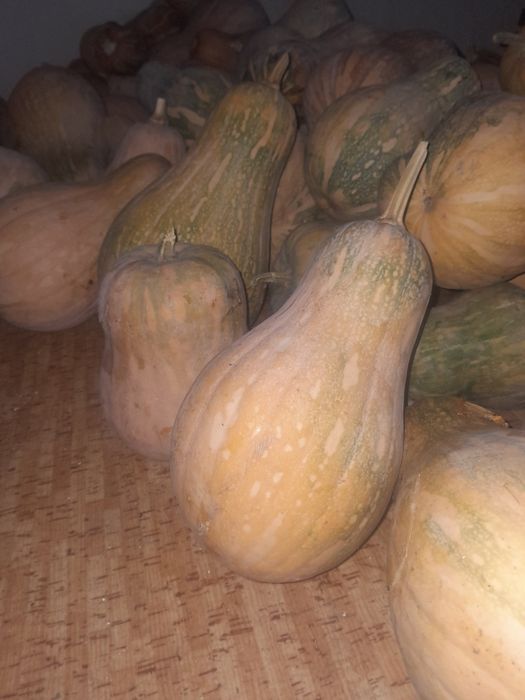 Продам мантную тыкву