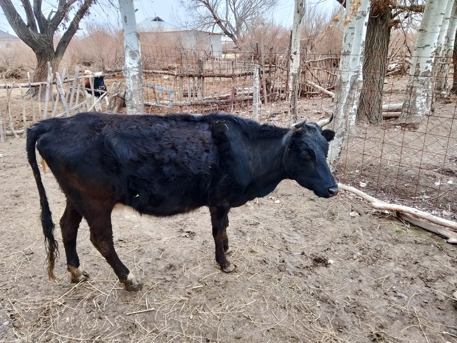 Бұзаулы сиыр сатылады