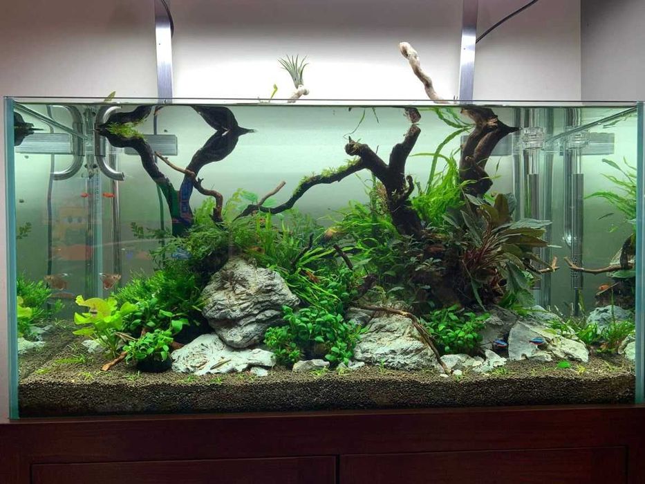 Amenajare si intretinere acvarii