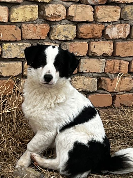 Отдам щенков в хорошие руки